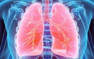 anatomical outline of lungs and respiratory system