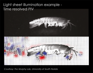 Oxford Lasers high-speed imaging light sheet illumination example TR PIV shrimp bio-locomotion University of Florida
