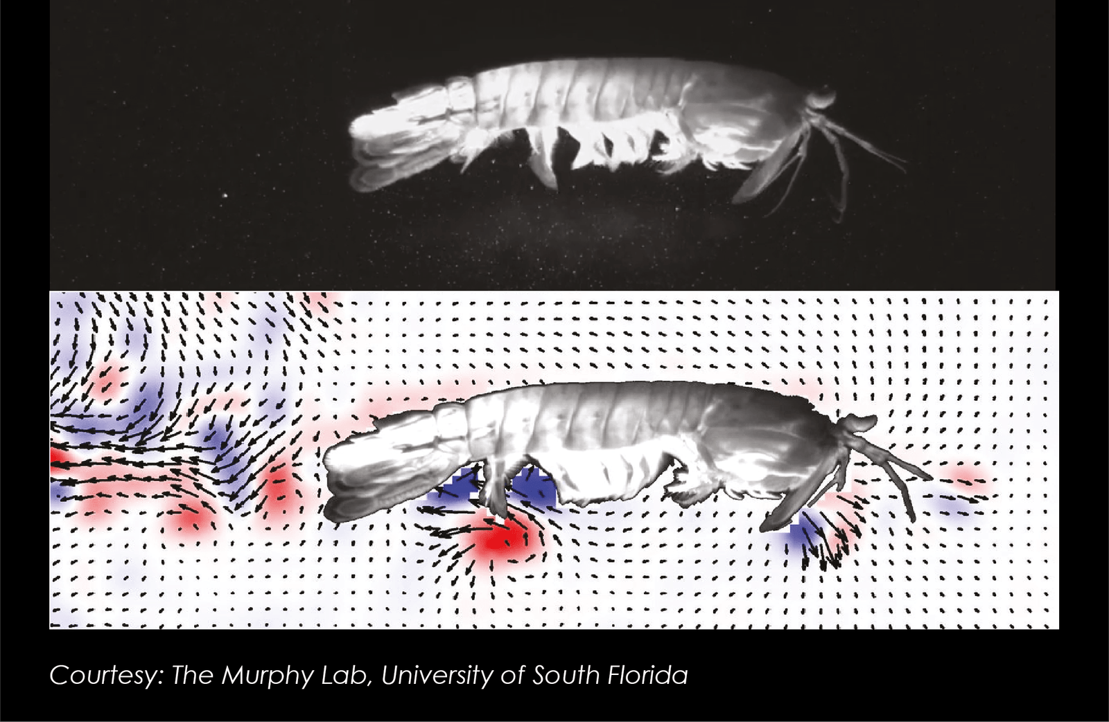 Mantis Shrimp biolocomotion study PIV